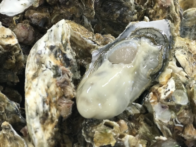 広島県 殻付カキ非破壊判別機を実装化へ