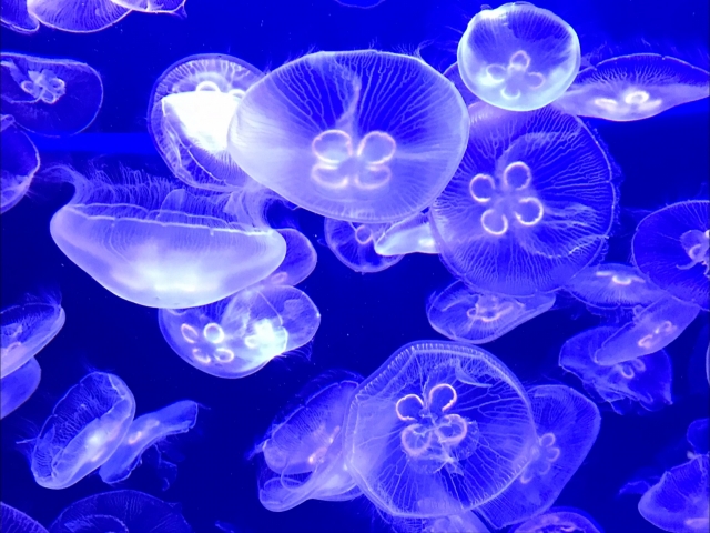 第一ビルサービス シン・マリホ水族館開業へ